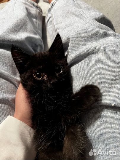 Котята отдам даром