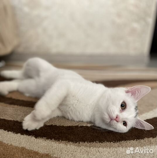 Белый котенок