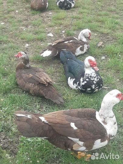 Утки селезень