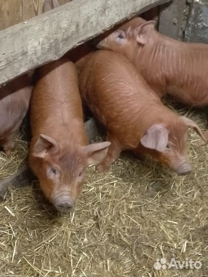 Поросята дюрок