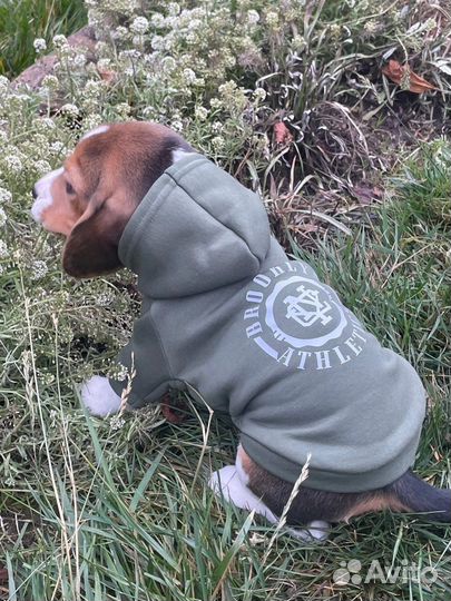 Костюм для собаки