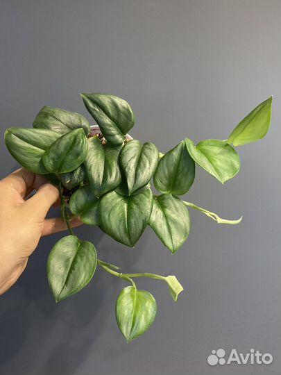 Сциндапсус мунлайт