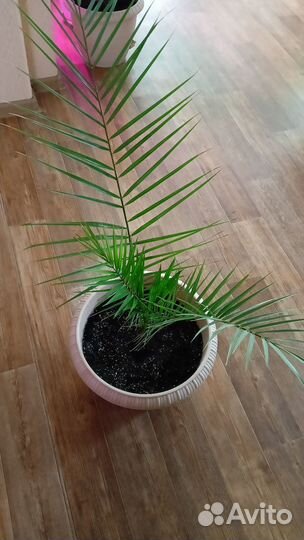 Финиковая пальма