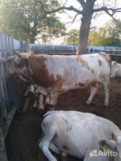Продается бык