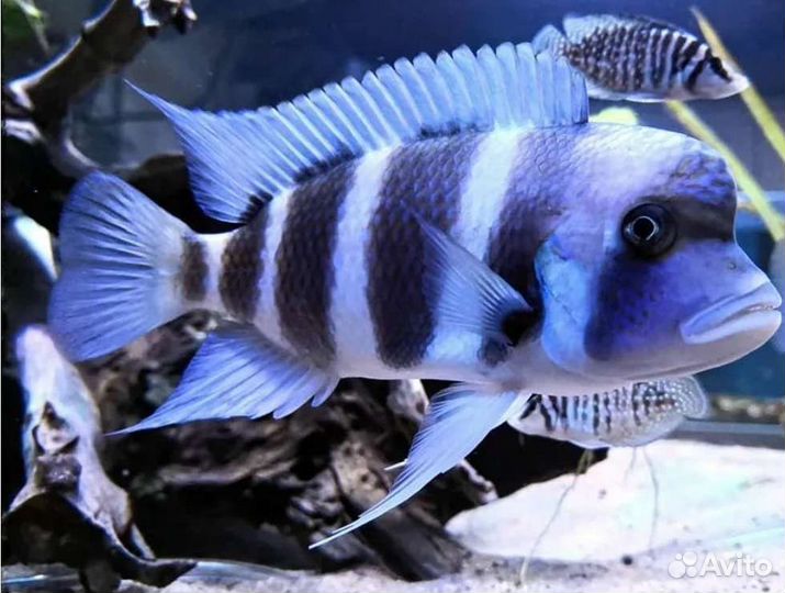 Продаются цихлиды