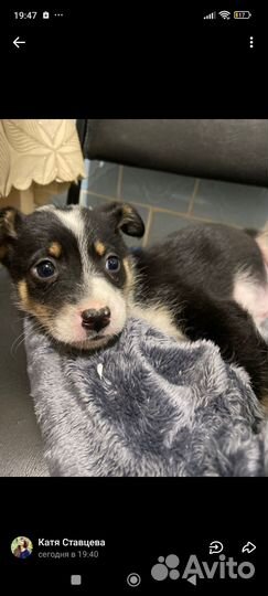 Щенок в добрые руки