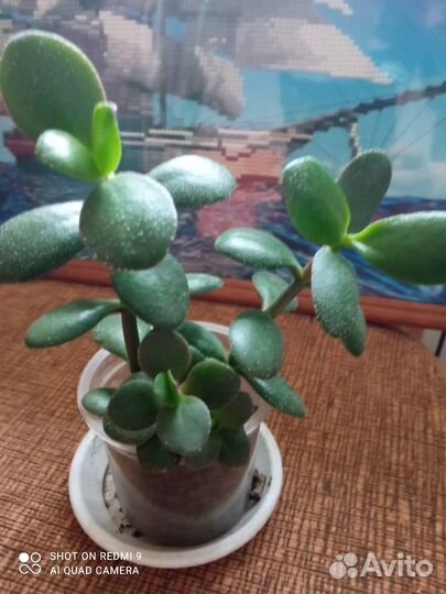 Продам цветы комнатные