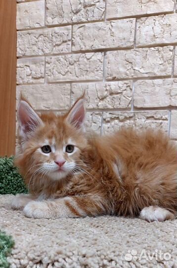 Котята мейн-кун с документами