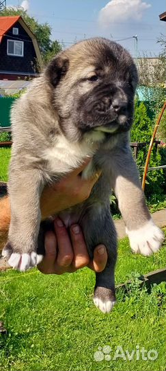 Щенки,алабай