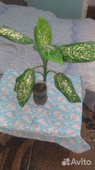 Дифенбахия