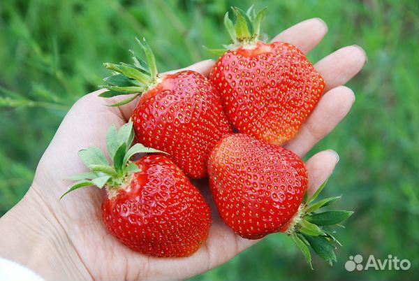 Саженцы ранней крупноплодной клубники