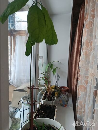 Авокадо Хасс