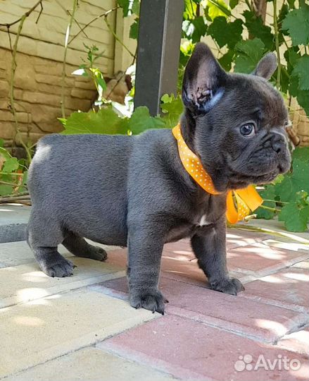 Французский бульдог щенки голубой