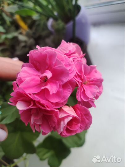 Пеларгония герань разные сорта