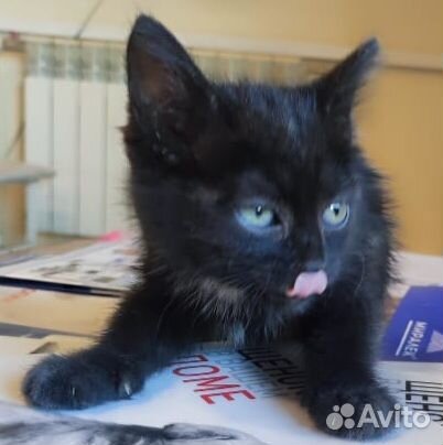 Котёночек в добрые руки