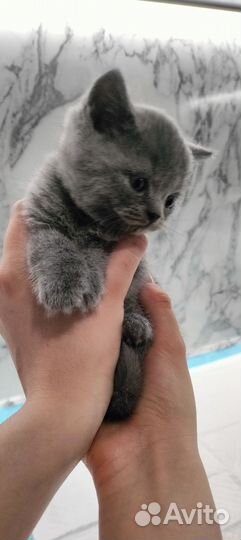Шотландские вислоухие котята и прямоухие