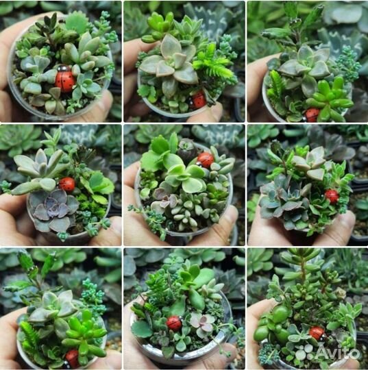 Суккуленты