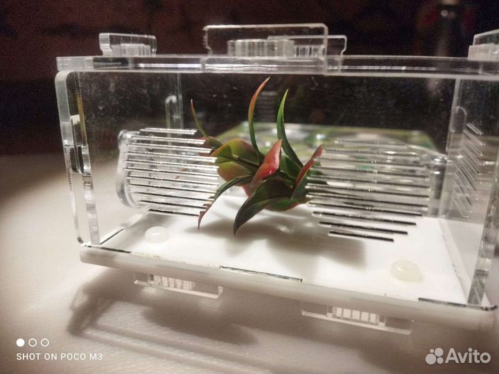 Муравьиная ферма без муравьев