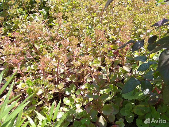 Цветы почвопокровные