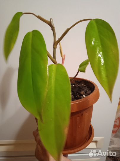 Фикус, филодендрон