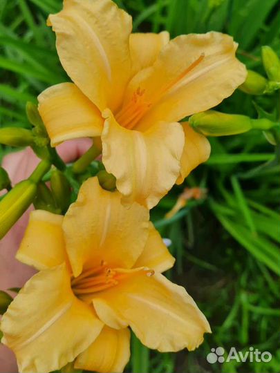 Лилейник сортовой