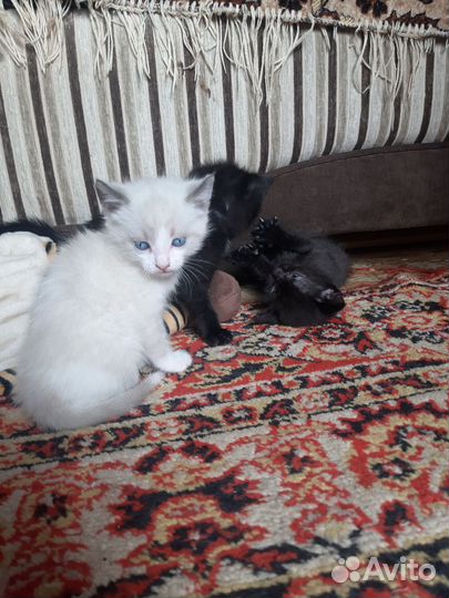 Кошки в добрые руки бесплатно