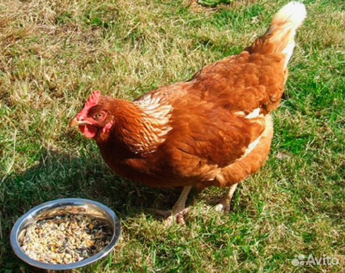 Куры несушки Кубанские красные