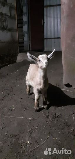 Продам коз и козлят