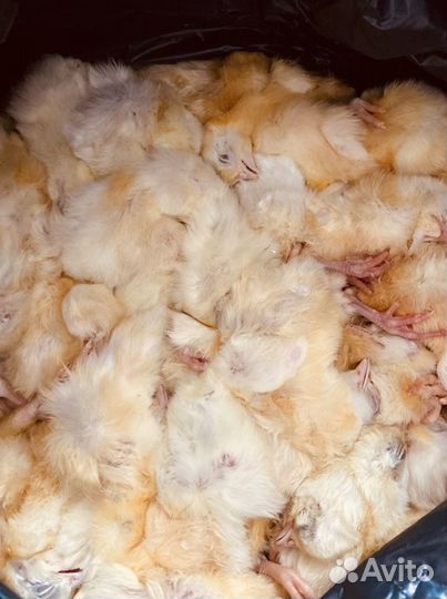 Цыплята суточные на корм
