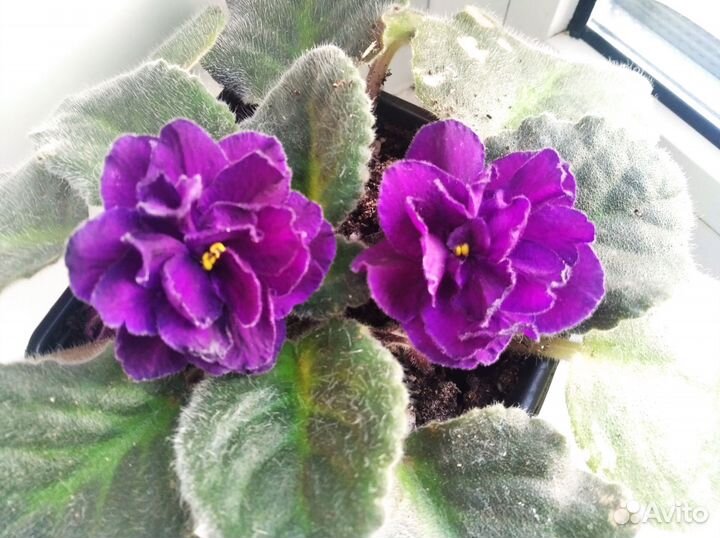 Фиалка цветущая