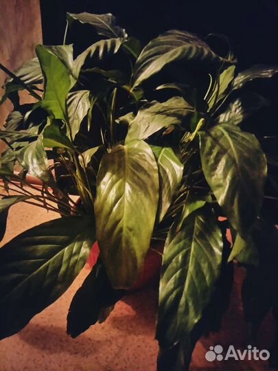 Спатифиллум