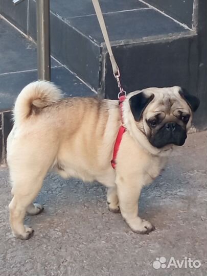Мопс вязка мальчик