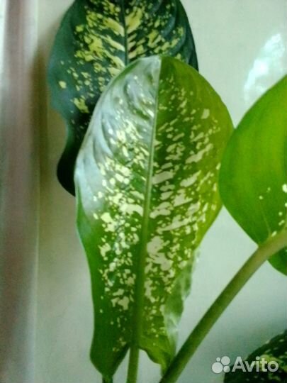 Диффенбахия крупная(лист 30 см)