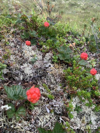 Морошка свежая