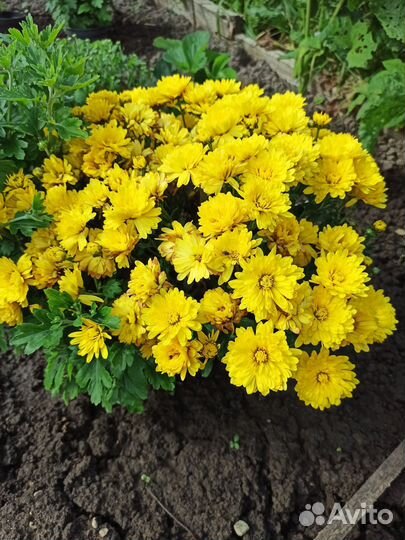 Хризантема