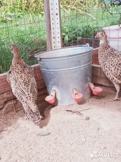 Самки фазана охотничьего