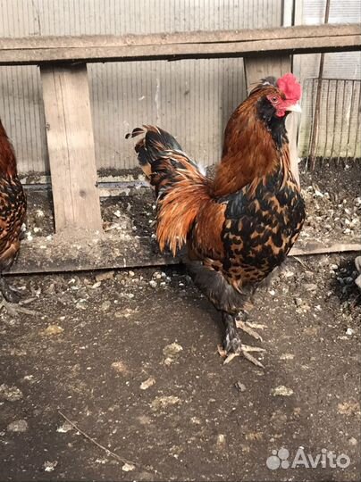 Петухи, яйцо