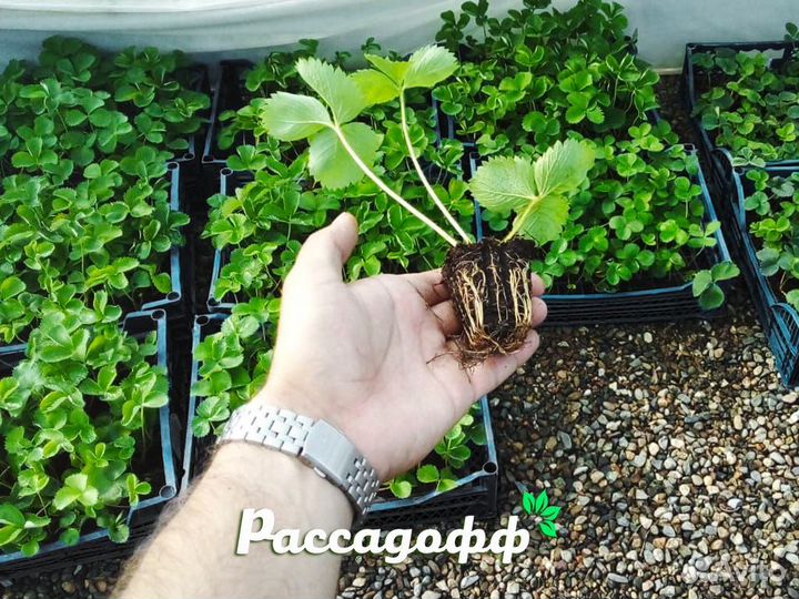 Рассада клубники. Элитные сорта