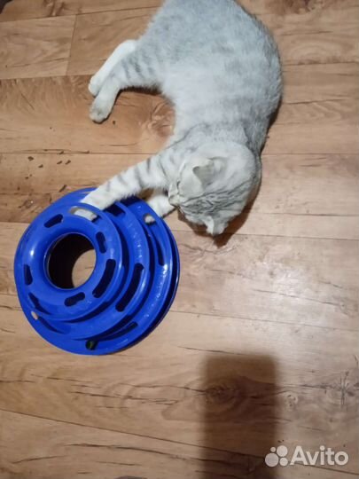 Игрушки для кошек