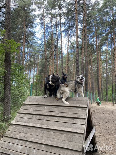 Вязка цвергпинчер