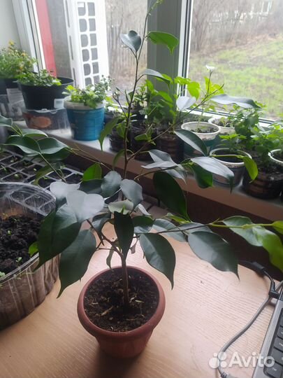 Фикус бенджамина