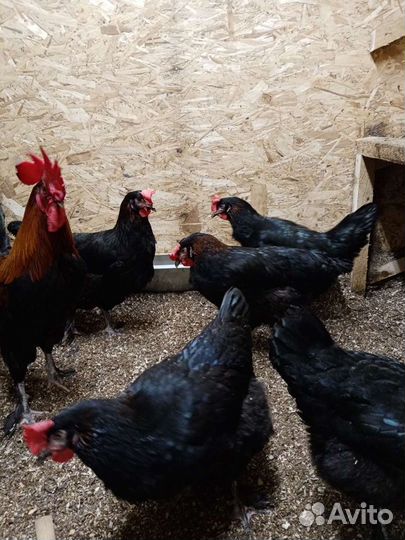 Куры, Амераукана, Синь Синь Дянь