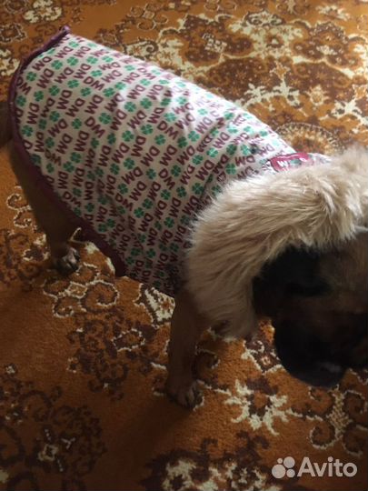 Жилетка для собак