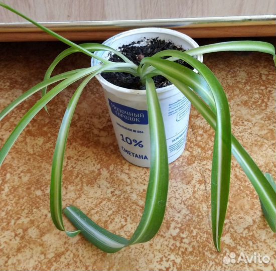 Хлорофитум