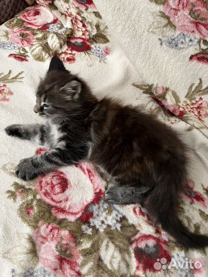 Котята мейн-кун