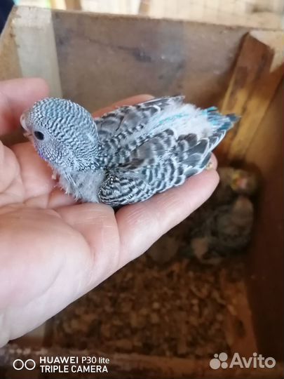 Попугайчики волнистики