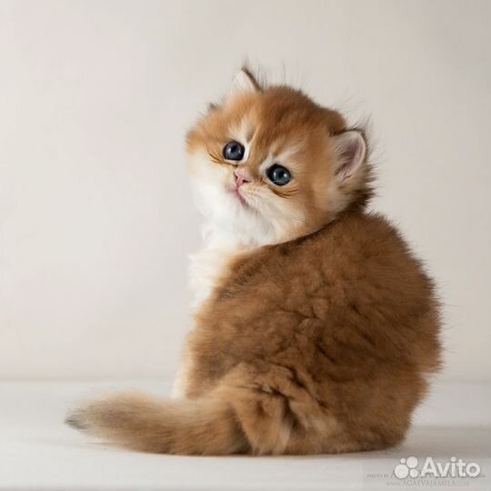 Золотые британские длинношерстные шиншиллы