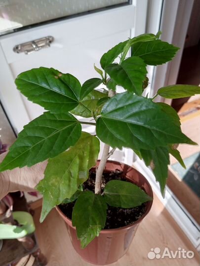 Гибискус комнатный