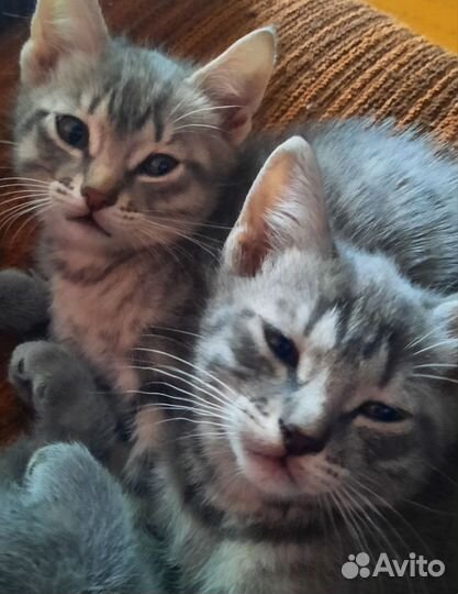 Кошки в добрые руки бесплатно