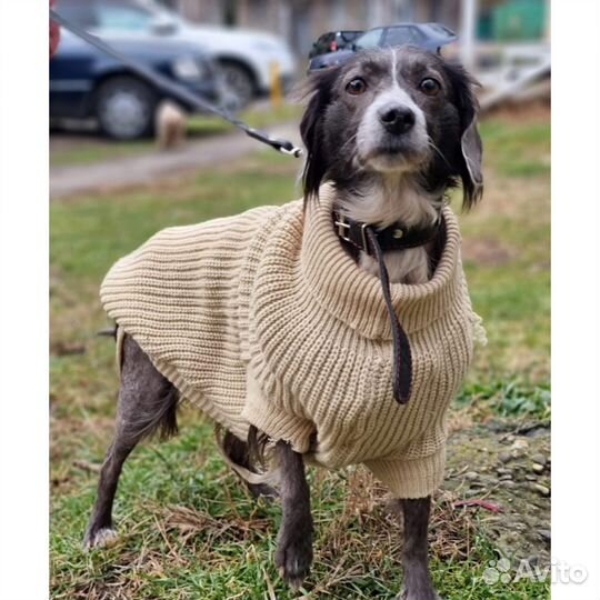 Собака в добрые руки